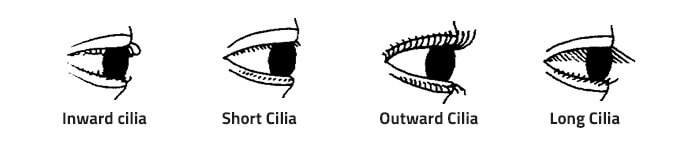 different shapes of cilia